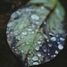 Wet Avocado Leaf  by photohoot
