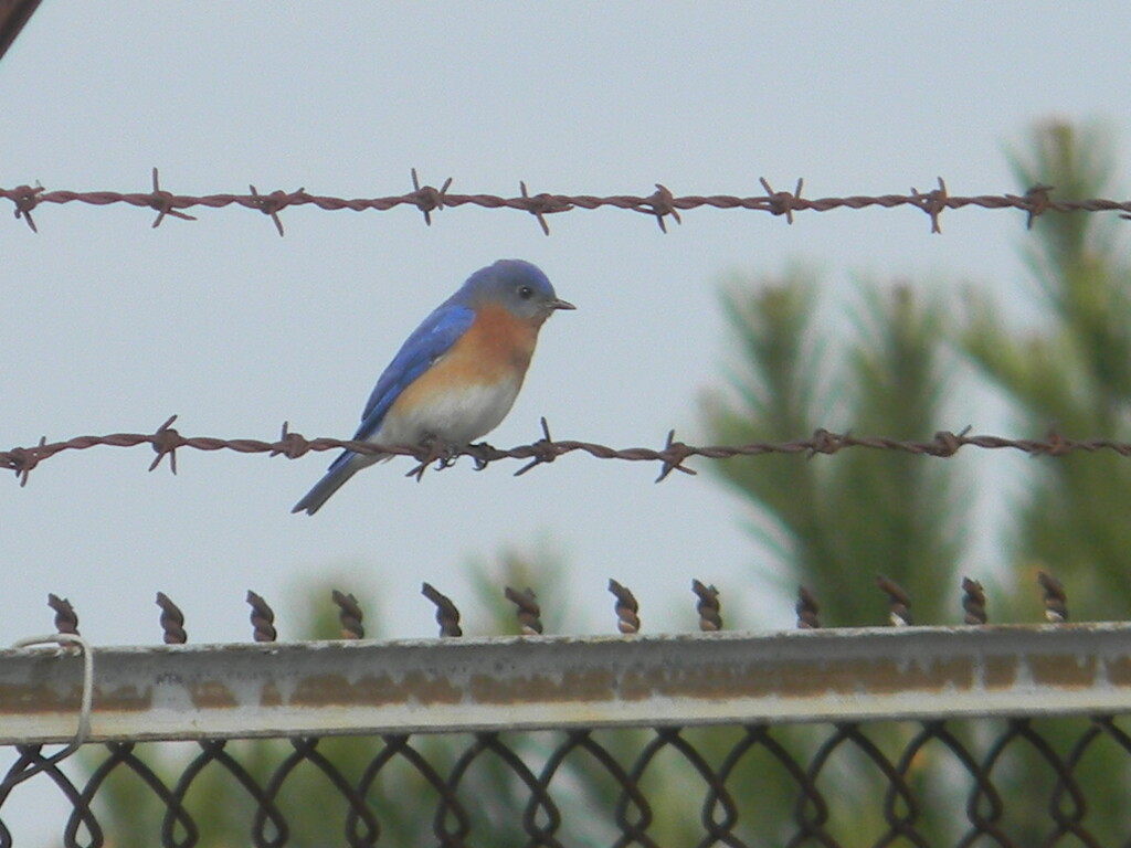 Bluebird on Wire Fence  by sfeldphotos