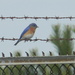 Bluebird on Wire Fence 