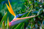 22nd Mar 2024 - Bird of Paradise