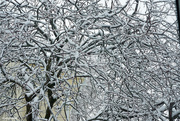 22nd Mar 2024 - Ice and snow tree