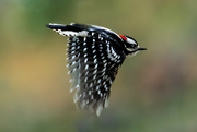 22nd Mar 2024 - Downy Woodpecker