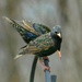 European Starling by denisen66