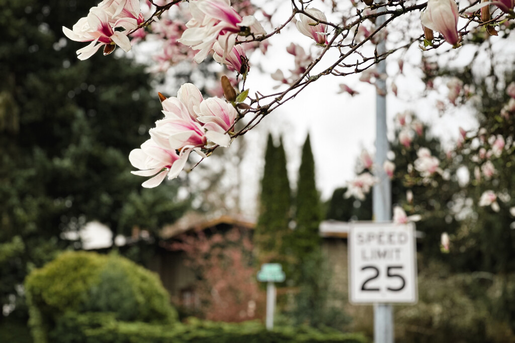 Blooms Around the Neighborhood by tina_mac