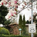 Blooms Around the Neighborhood by tina_mac