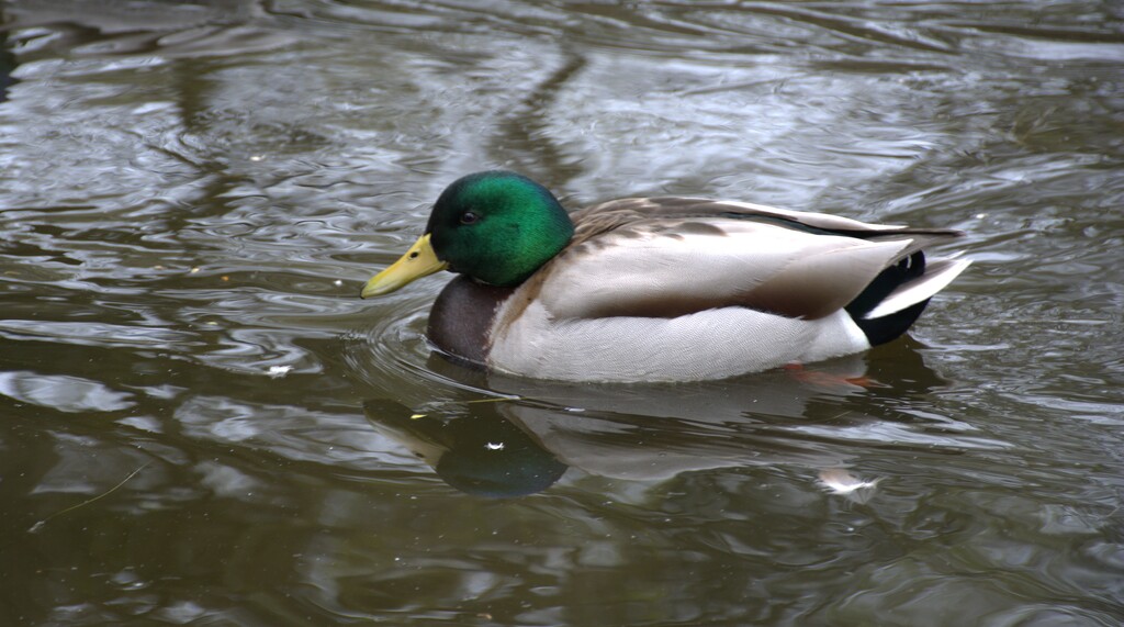 ducks 8601 by elmalai