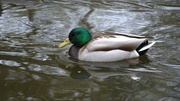 22nd Mar 2024 - ducks 8601