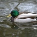 ducks 8601