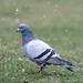 Pigeon by bobbic