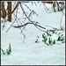 What Happened to the Crocus and Daffodils?
