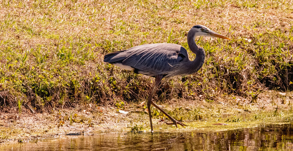 Blue Heron Searching for Another Snack! by rickster549