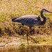 Blue Heron Searching for Another Snack!