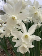 22nd Mar 2024 - Daffodils for Princess Catherine.