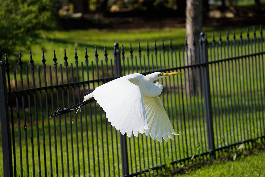 Egret flyby by slaabs