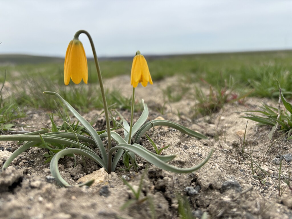 Spring wildflowers by pirish