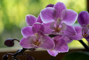 23rd Mar 2024 - Orchid Orchid