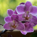 Orchid Orchid