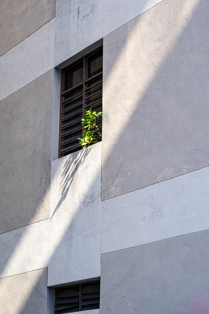 Plant on Windowsill by ianjb21