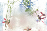 21st Mar 2024 - Flowers in ice
