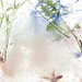 Flowers in ice by dkbarnett