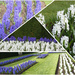 Hyacinths Galore 