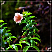 24th Mar 2024 -  Beautiful Allamanda Flower ~