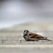 Sparrow  by okvalle