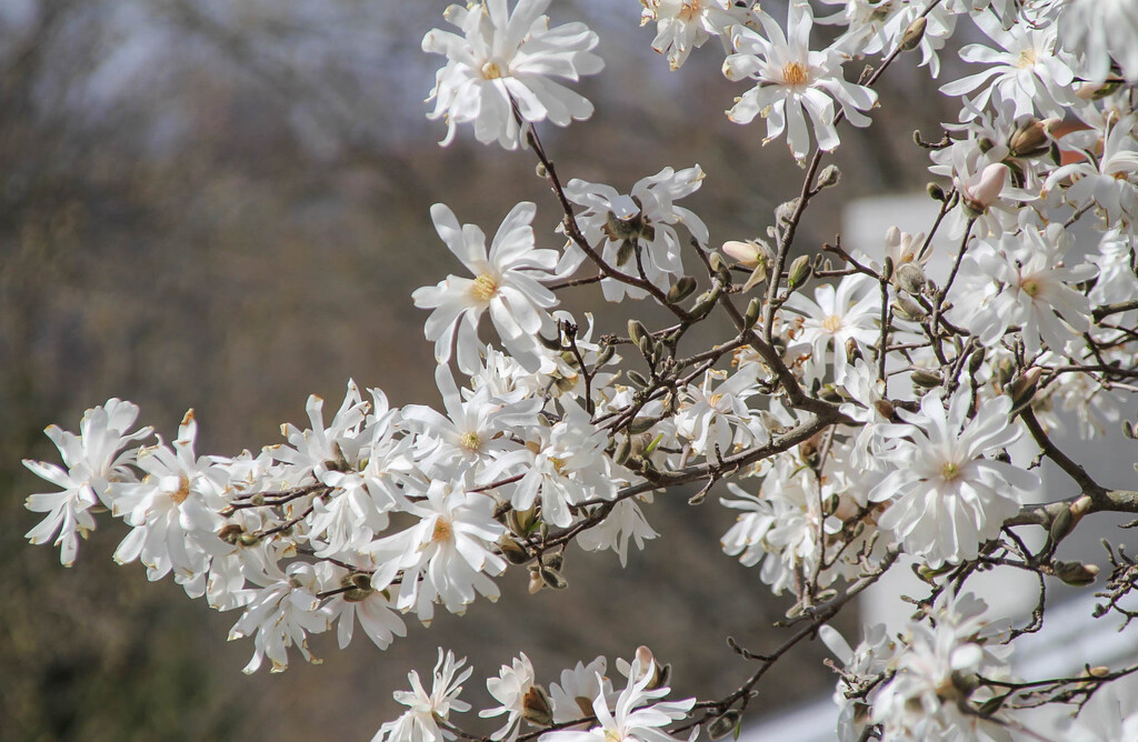 Close up of the blossoms by mittens