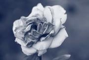 23rd Mar 2024 - Blue Rose