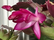 22nd Mar 2024 - Christmas cactus at Easter