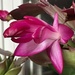 Christmas cactus at Easter