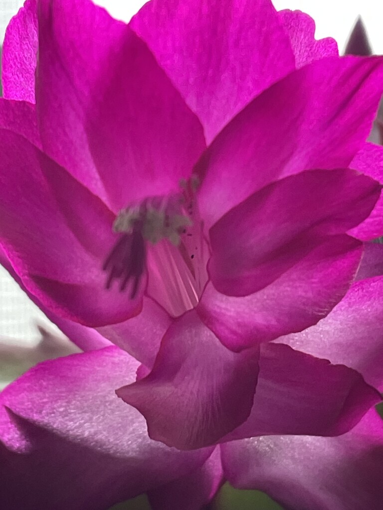 Pink Flower by homeschoolmom