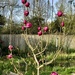 Black Tulip Magnolia by susiemc