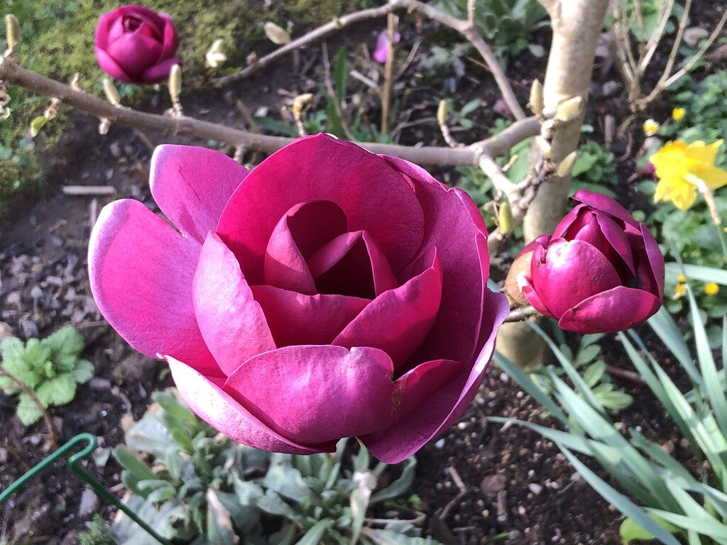 Black Tulip Close-Up by susiemc