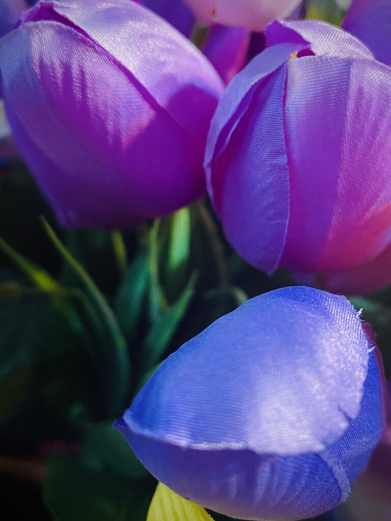 Purple tulips  by homeschoolmom