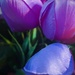 Purple tulips  by homeschoolmom