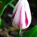 Another new Tulip