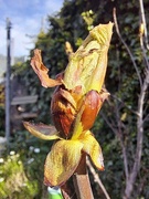23rd Mar 2024 - Day 83/366. Horse chestnut leaf springing forth.
