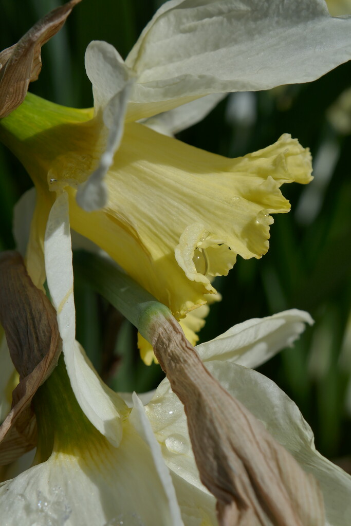 Daffodil by dolores
