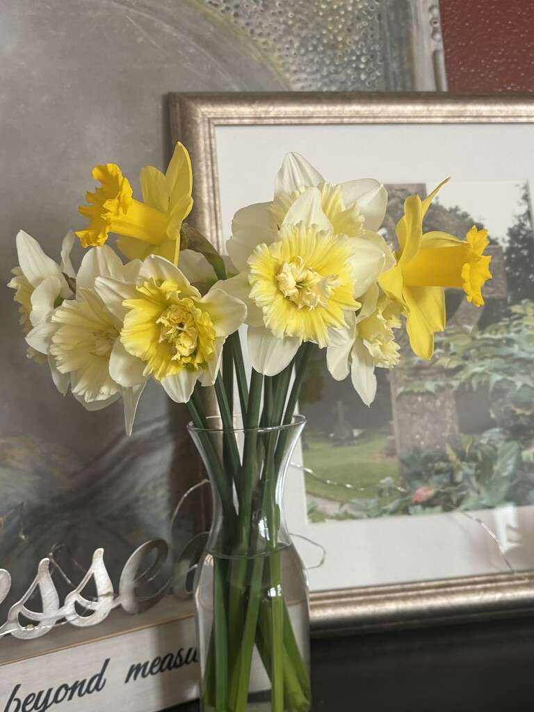 IMG_4323 daffodils from my garden.  by pennyrae