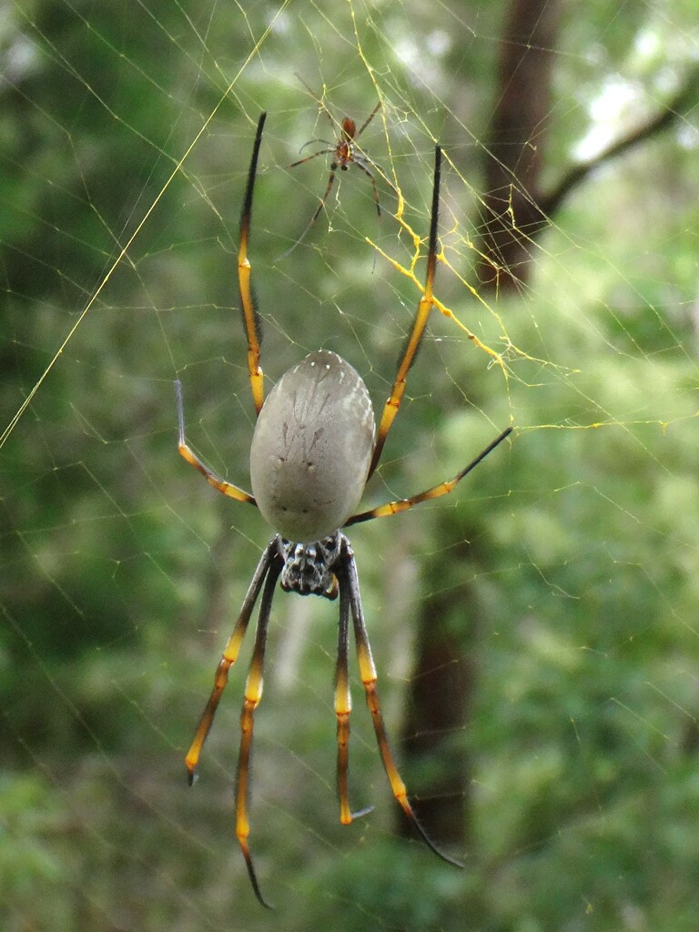 Mr and Mrs Golden Orb Weaving Spider... by robz