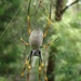 Mr and Mrs Golden Orb Weaving Spider... by robz