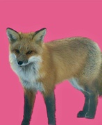 24th Mar 2024 - Foxy Lady