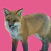 Foxy Lady by radiogirl