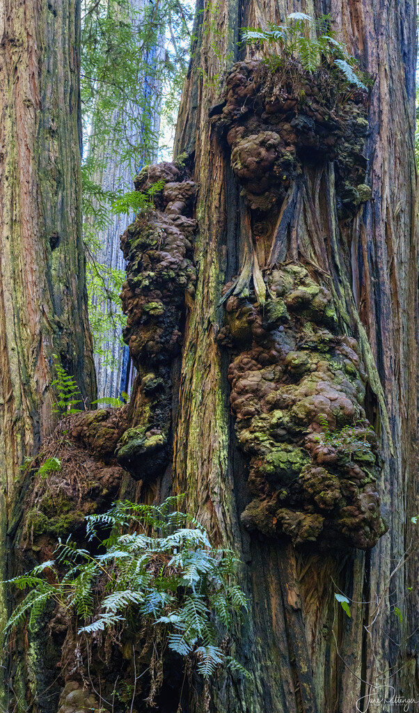 Redwood Burl  by jgpittenger