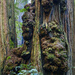 Redwood Burl 