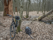 23rd Mar 2024 - Cycling through the forest
