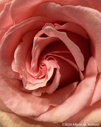 22nd Mar 2024 - Whorled Rose