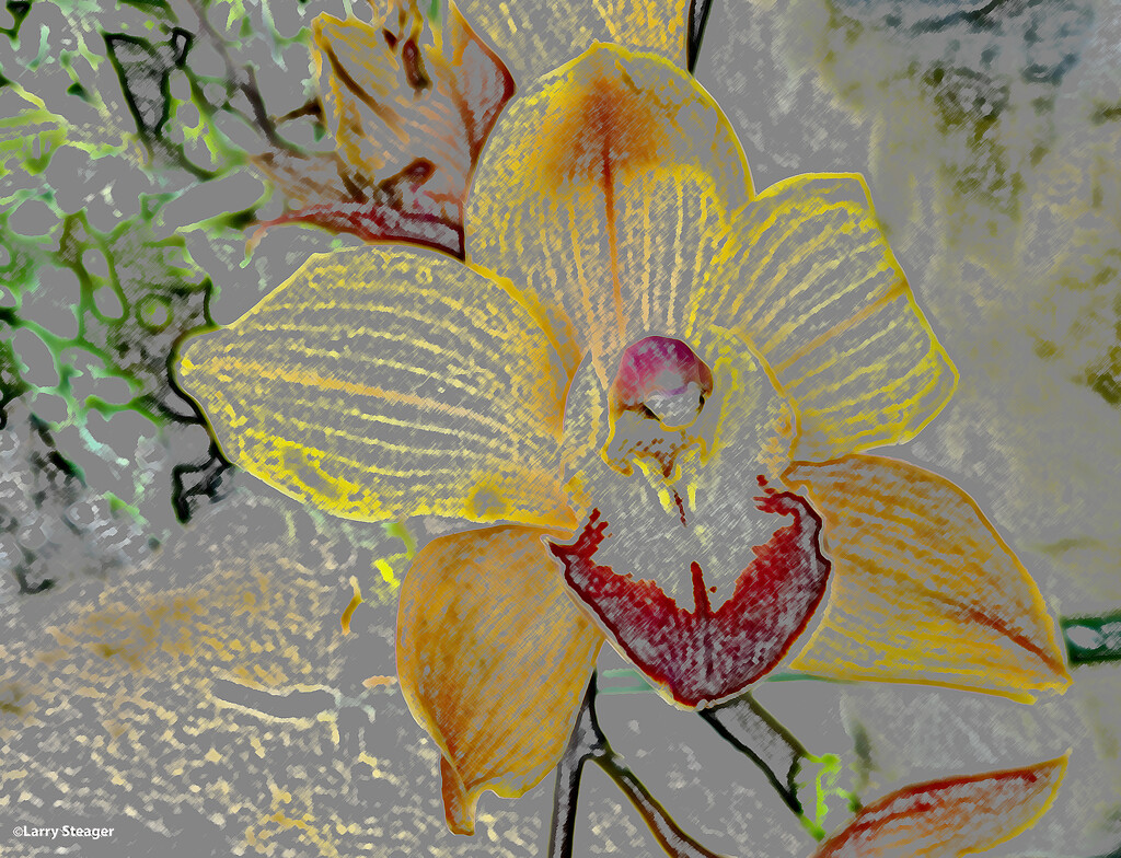 Orchid Here comes the sun artistic by larrysphotos
