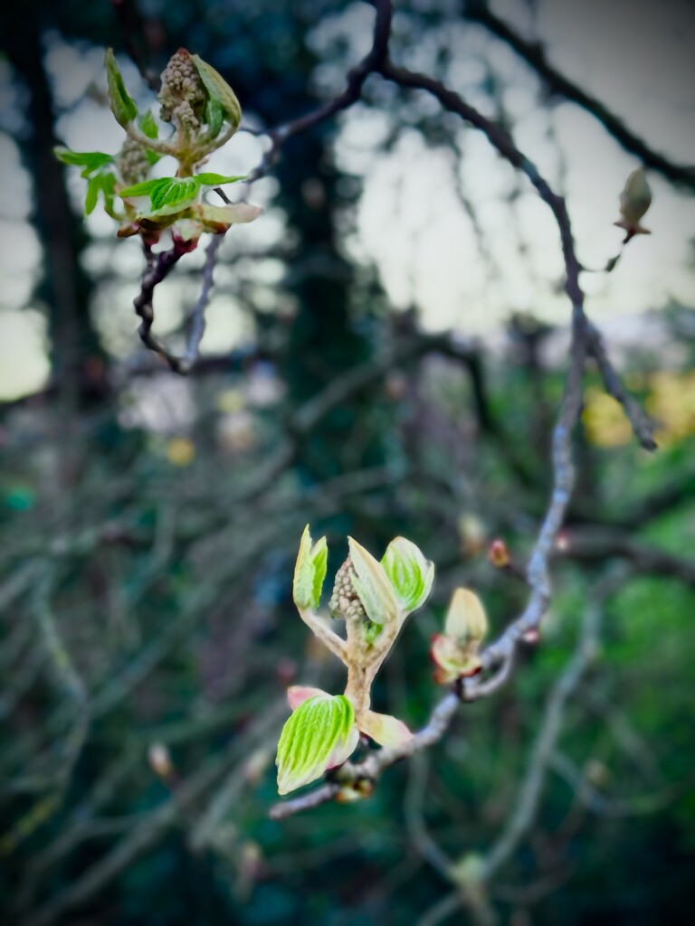 Dogwood by jmdeabreu